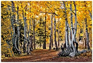 Fall foliage in Hope Valley