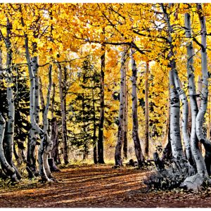 Aspen Glow