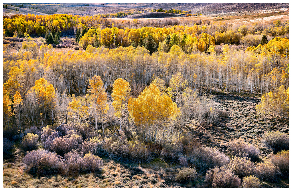 Aspen View