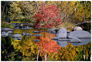 Fall foliage by the Yuba River