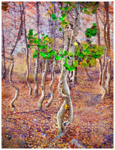 Aspen dancing in their autumn beauty