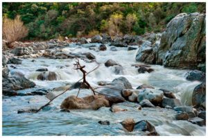 Twigs in the Yuba River form a sculpture