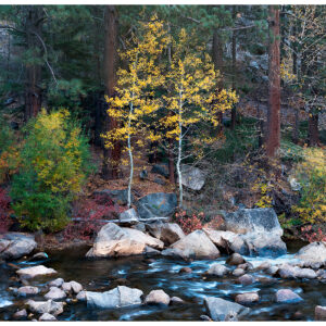 Creekside Aspen