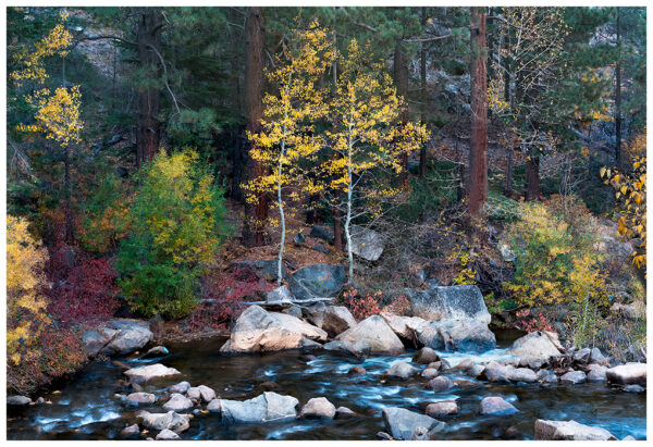 Creekside Aspen