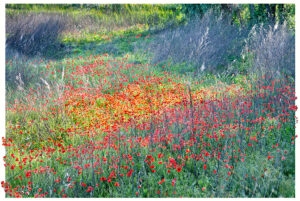 Poppies in the town of Cremona Italy