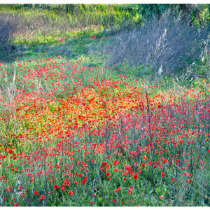 Cremona Poppies
