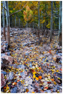 Fall colors of the Aspen trees in the eastern Sierra.