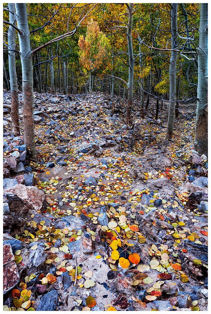 Dream 2 b Fall colors of the Aspen trees in the eastern Sierra.