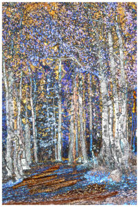 Aspen trees 