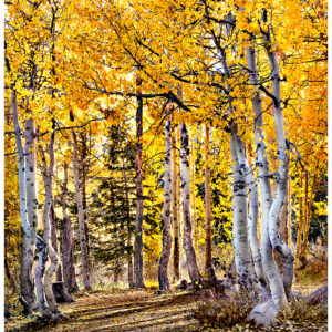 Illuminated Aspen