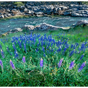 Lupine Landing