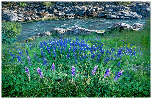 Lupine Landing