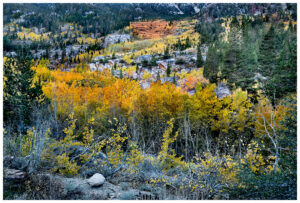 Fall colors in the eastern Sierra, near Bishop CA