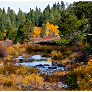 October Aspen
