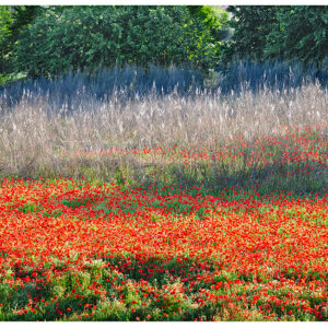Poppies & Feathers