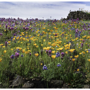 Spring Flourish