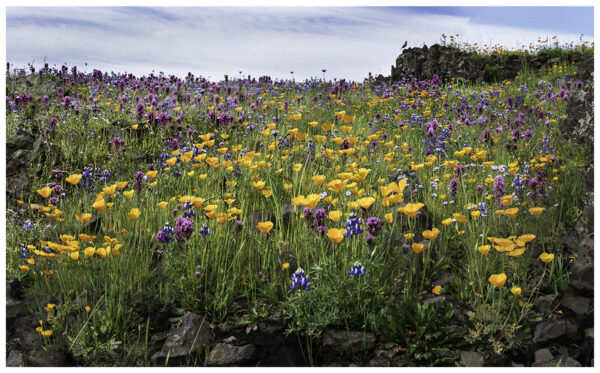 Spring Flourish