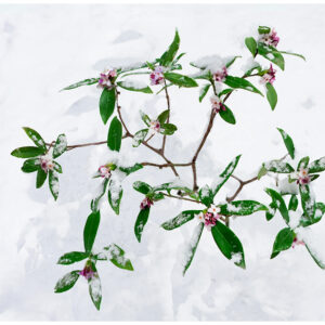 Spring Surprise