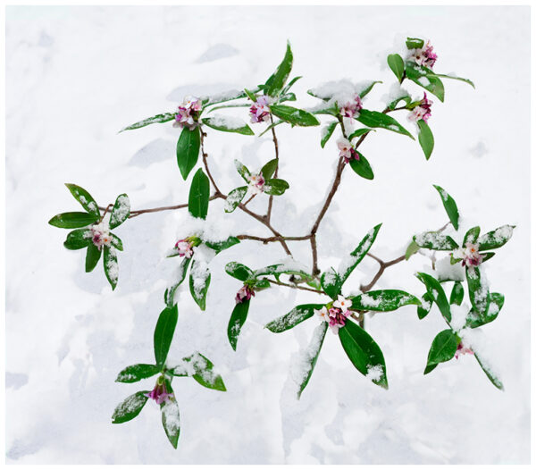 Spring Surprise