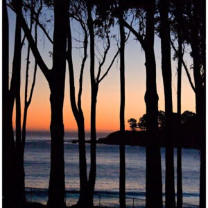 Sunset Tree