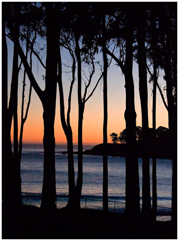 Sunset Tree