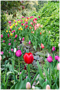 Tulips from Ananda