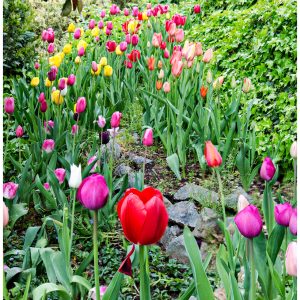 tulips