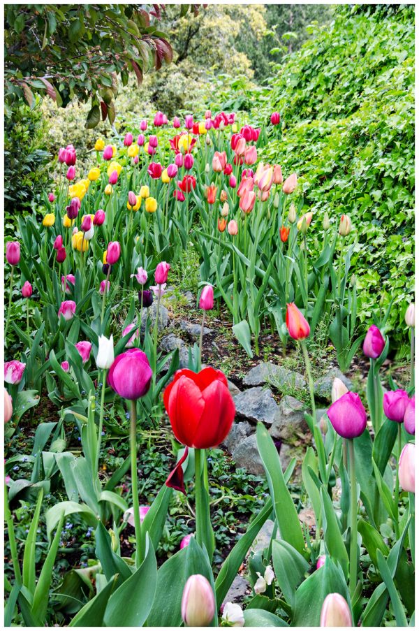 tulips