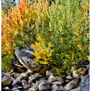 Autumn Flourish