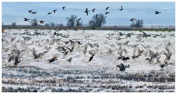 Rush Hour