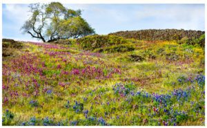 Table Mountain near, Oroville , Ca bursts with flowers every spring.  Fields of lupine are abundant.