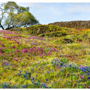 Patterns of Spring