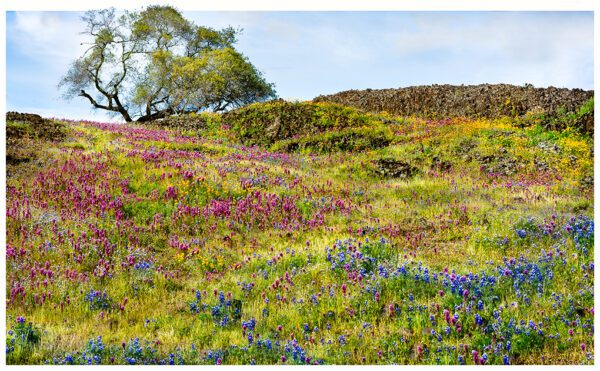 Patterns of Spring