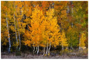 Beautiful Aspen in Hope Valley, south of Lake Tahoe