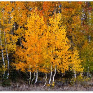 Aspen Ballet