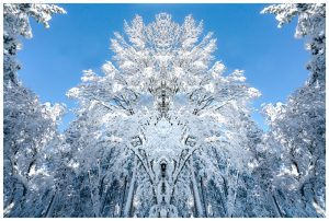 Snow covered tree looks like a totem with many images imbedded in the snowy details