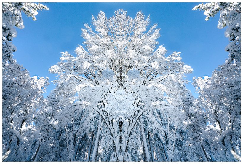 Winter Totem Snow covered tree looks like a totem with many images imbedded in the snowy details