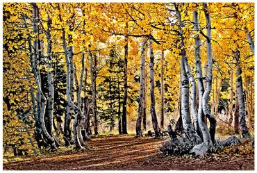 Aspen-Glow-copy-370