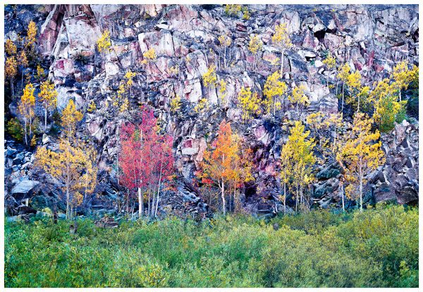 Fall colors in the Eastern Sierra